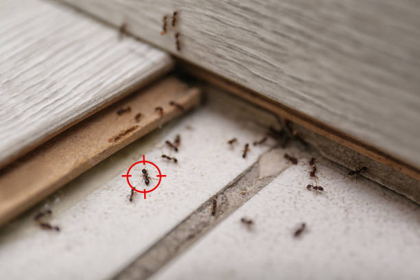 Flea Control Services in Cabot, AR
