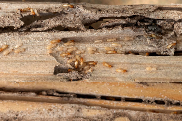 Best Flea Control Services  in Cabot, AR