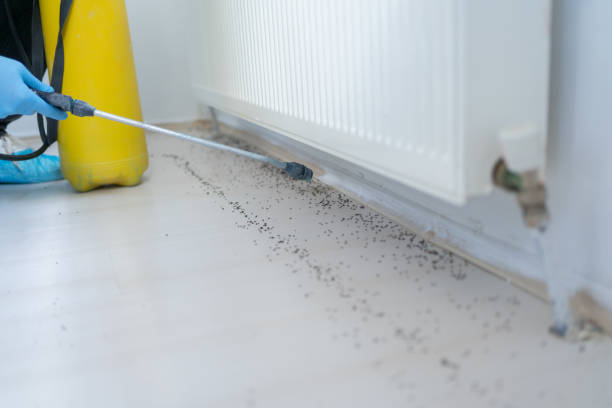 Best Flea Control Services  in Cabot, AR